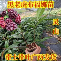 布福娜苗黑老虎苗粉红黑老虎树苗带营养杯发货
