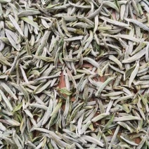 白毫银针2025年新茶