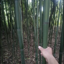 竹子园竹货