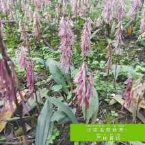 毛慈菇苗野生苗产地直销。联系加