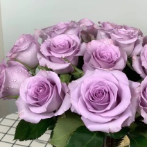 紫霞仙子玫瑰花小苗鲜切花种苗可对公可开票