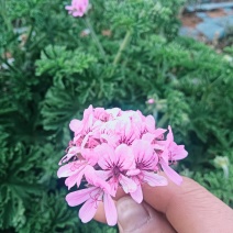 玫瑰天竺葵花回收