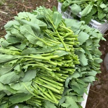 油菜苔