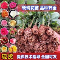 精品玫瑰花苗根大叶绿，成活率高，基地直发一手货源