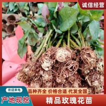 云南昆明玫瑰花苗根大叶绿，成活率高，基地直发一手货源
