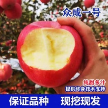 众诚1号苹果树苗，产量高，口感甜，个头大，品种优质，包邮