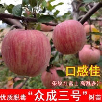 众诚三号苹果树苗，口感脆甜，个头大，产量高，包邮包活