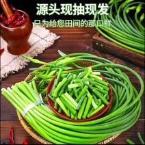 蒜苔白帽蒜苔产地供应一手货源保质保量可视频看货
