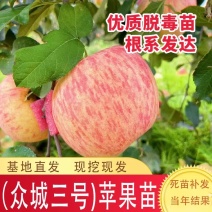 众城三号苹果树苗、口感酸甜可口个头大、包邮包活