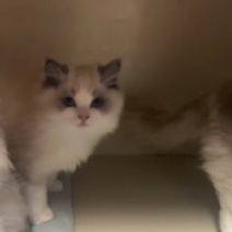 布偶猫