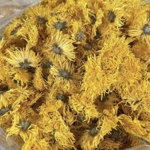 金丝皇菊，新货产地直发，实拍现货，24小时内发货