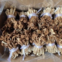 江西广昌精品茶树菇剪脚扎把不包心！一手货源可发全国