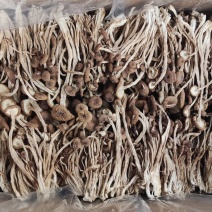 广昌县精品茶树菇，货源充足价格合理质量保证一件代发