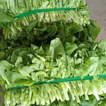 白菜苔！白菜心