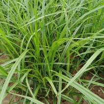 油莎豆种子虎坚果圆形农家豆浆油沙豆虎坚果油豆一年生草本植
