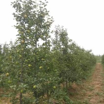 秋月梨树