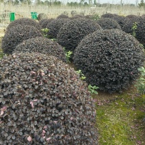 红花继木球冠幅:1m、1.2m、1.5m，基地有量。