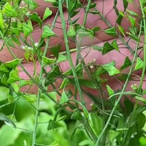 荠菜