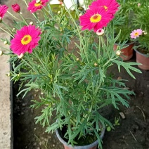 玛格丽特木春菊木茼蒿黄金菊杯苗多年生宿根花卉植物