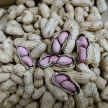 花育38花生种子优质高产耐旱抗病商品性佳