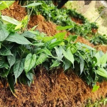 金果榄苗地苦胆苗驯化苗金果榄种籽地苦胆种植苗