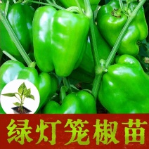 精品穴盘灯笼辣椒苗产地直发货源充足价格优惠易存货包售后