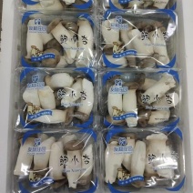 瓶栽杏鲍菇，150g250g拖盒装，可出口