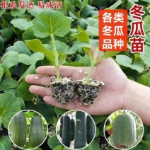 小黑小冬瓜苗山东种苗基地直发，实力苗场直发保真