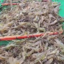 河虾