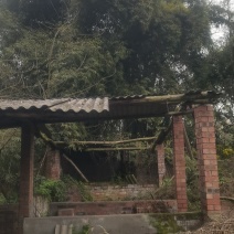 四川竹子