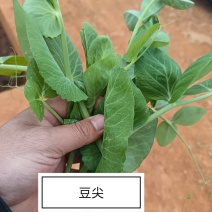 豌豆尖大量上市