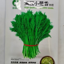 小茴香籽-可多次采收抗病性好生长期短再生能力强