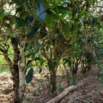 普洱老乌山茶叶