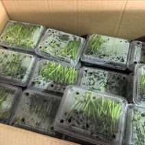 水培豌豆苗厂家直发一手货源，价格优惠，欢迎采购