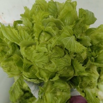 四川精品儿菜，颜色清秀，个头均匀。货源充足