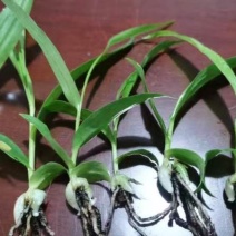 白芨种苗，速度联系量大从优，一手货源，四川产地直发