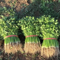 精品大棚香菜，铁杆青产地直发一手资源大量有货