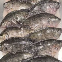罗非鱼