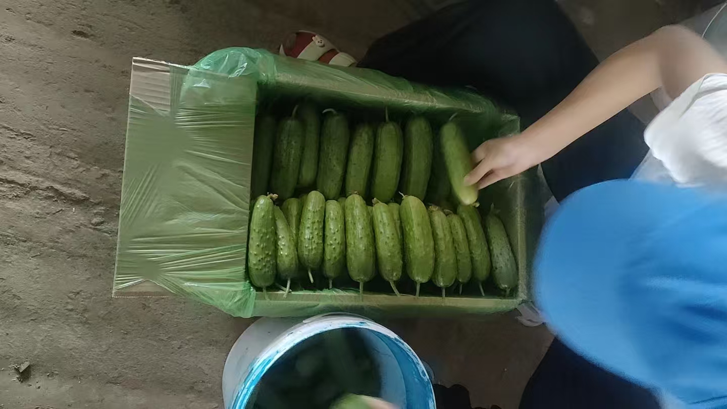 挑选与处理黄瓜