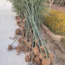 大量出售西安竹子，周至金镶玉竹子基地，周至盆栽竹子