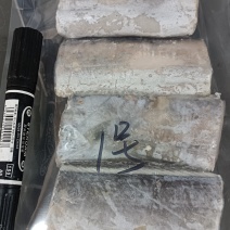 渤海刀鱼段