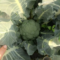 西兰花产地直发现货一手货源基地直供量大从优