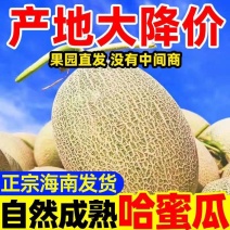 海南哈密瓜/晓蜜25/果脯，电商产地直发/质量三包