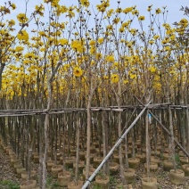黄花风铃木3-8公分出售，基地直销