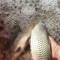 野生鲤鱼