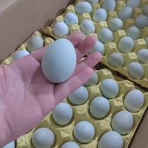【自产自销】高品质散养乌鸡蛋绿壳蛋360枚码号齐