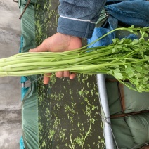 【推荐】江西水芹菜，一手货源，供应市场商超电商，量大价优