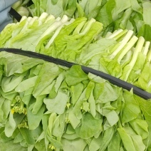 白菜苔