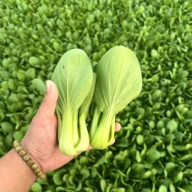 山东精品大棚油菜/上海青，各种颗型都有，全年供应！