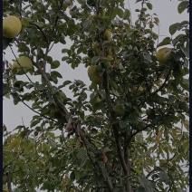 木瓜树
